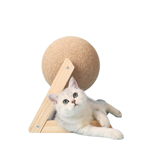 Cat catch ball